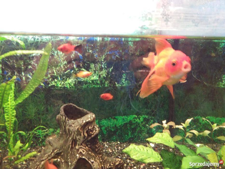 Akwarium 160 litrów stolik Kraśnik