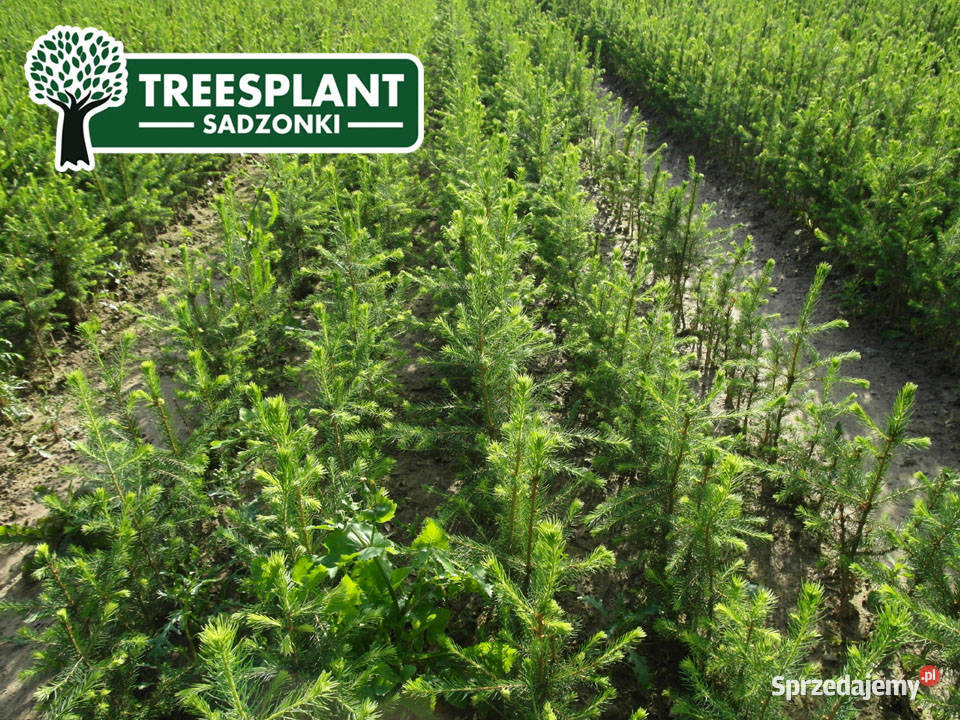 Sadzonki Świerk Pospolity Picea Abies 21 3050 Lublin