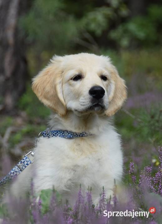 Golden Retriever Zkwp fci
