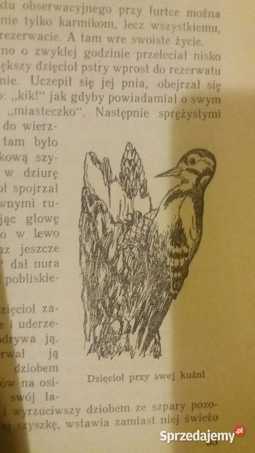 Ptasie miasteczko książki ładne dziecięce