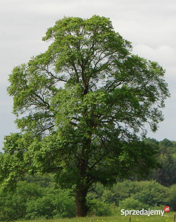 WIĄZ POSPOLITY Ulmus carpinifolia NASIONA 1500