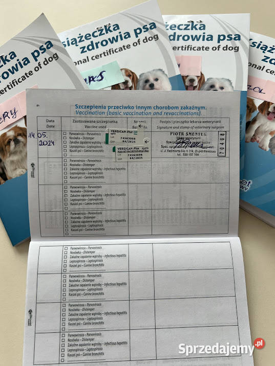 Śliczne szczeniaczki rasy Maltipoo F2 mazowieckie sprzedam