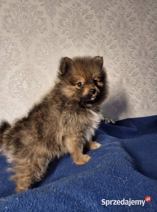 Szpic miniaturowy Pomeranian Zgierz sprzedam