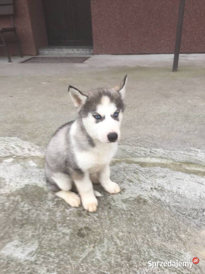 Sprzedam Pieski Rasy Siberian Husky wielkopolskie Tomiczki