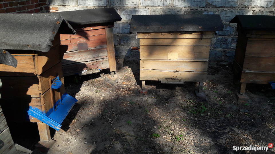 ule z pszczołami Warszawskie zwykłe pasieka 50 Bydgoszcz sprzedam