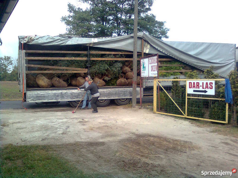 choinki drzewa do ogrodu Rośliny Konin