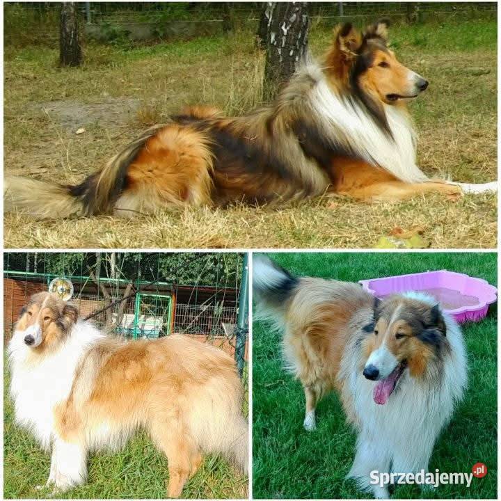 Suczka Owczarek szkocki Collie długowłosy Owczarek Bełchatów