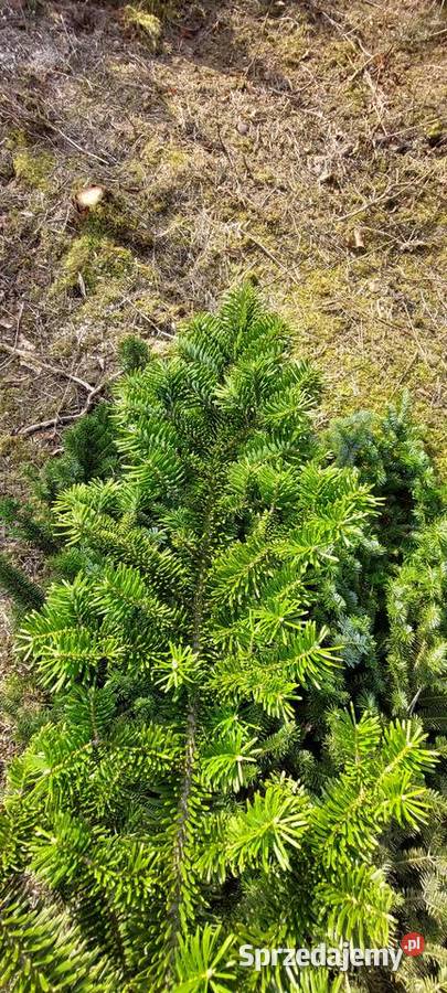 Jodła mandżurska stroisz gałęzie Mazowieckie mazowieckie Osuchów