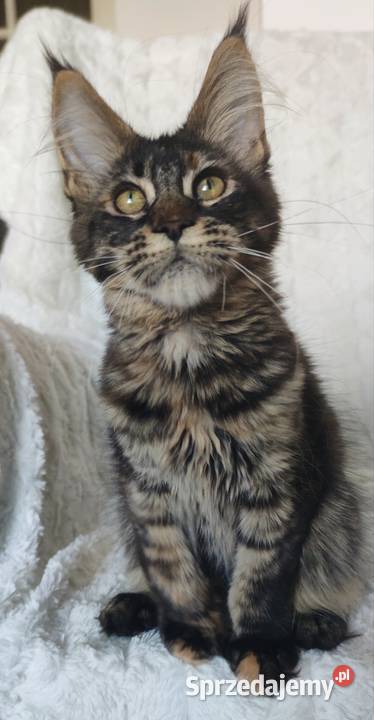 Maine Coon duże linie hodolwa FPL sprzedam