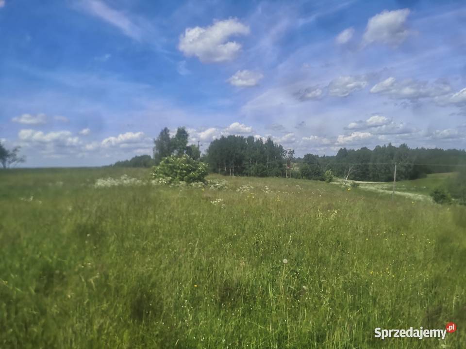 Sprzedam działkę rolną o pow 428ha Piłaki Wielkie