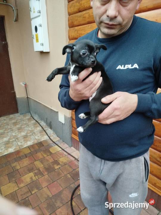 Piesek chihuahua Warszawy gotowe do zmiany domu