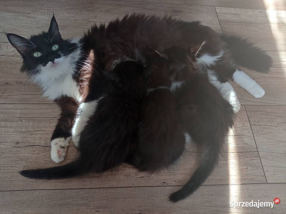 Kocięta 7 tyg sprzedam