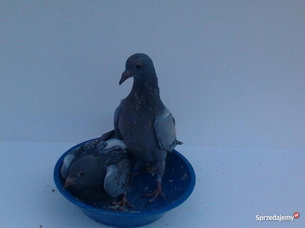 młode gołębie pocztowe Czarnków sprzedam