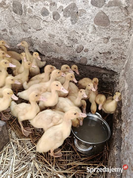 Kaczki białe czerninowe