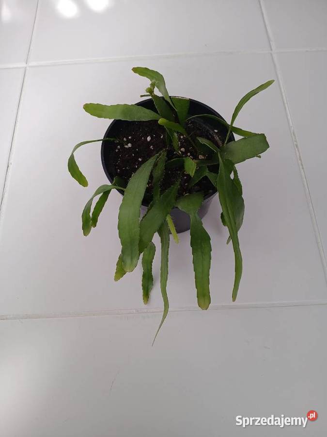 Pseudorhipsalis ramulosa Red Coral Częstochowa