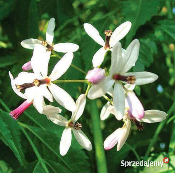 MELIA DUBIA Melia dubia NASIONA 100g Lubanie sprzedam