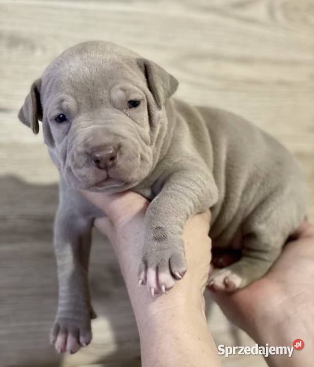 Amerykański Pit Bull Terrier szczenięta opolskie Opole
