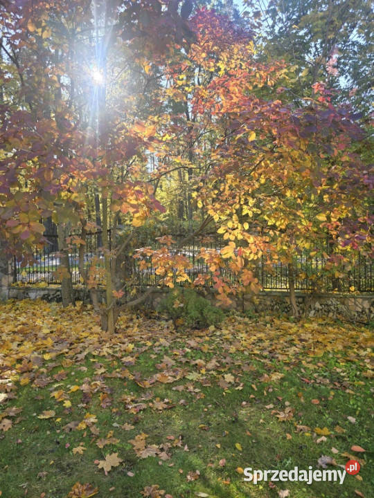 Dom na skaju Puszczy Białowieskiej Hajnówka