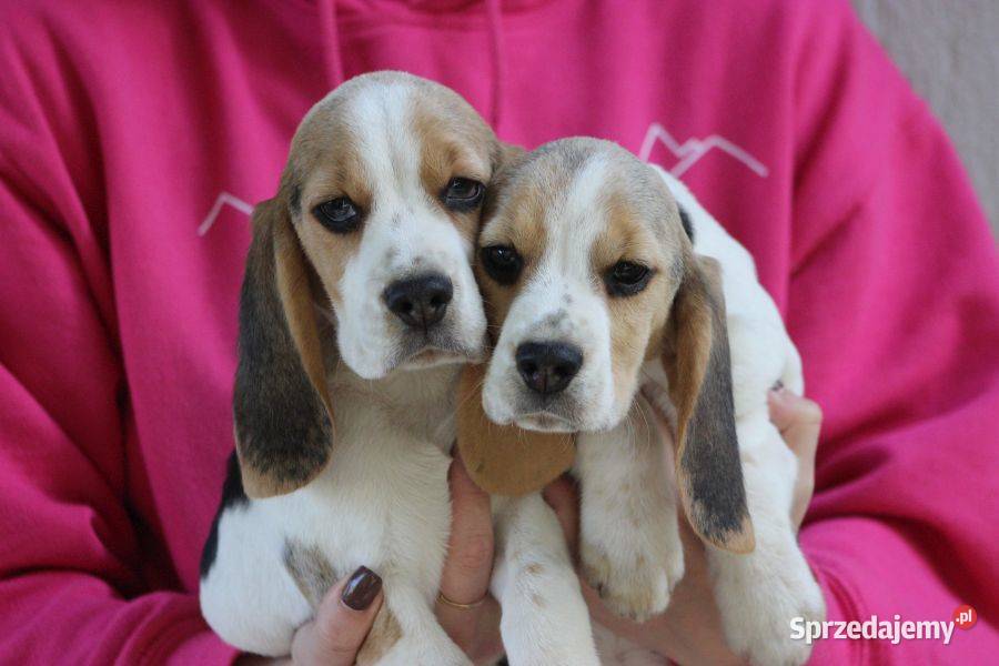 Beagle - szczeniaczki ZKwP po Championie Polski