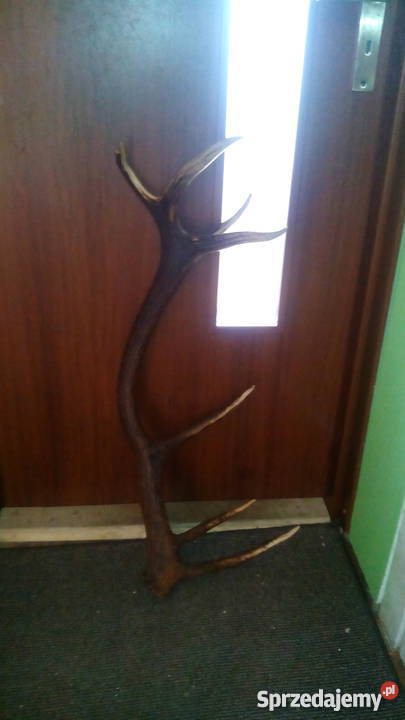 Tegoroczne poroże jelenia 14stak Para Sanok