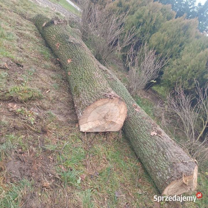 Dąb tartaczny kłody dębowe dęby Piaski
