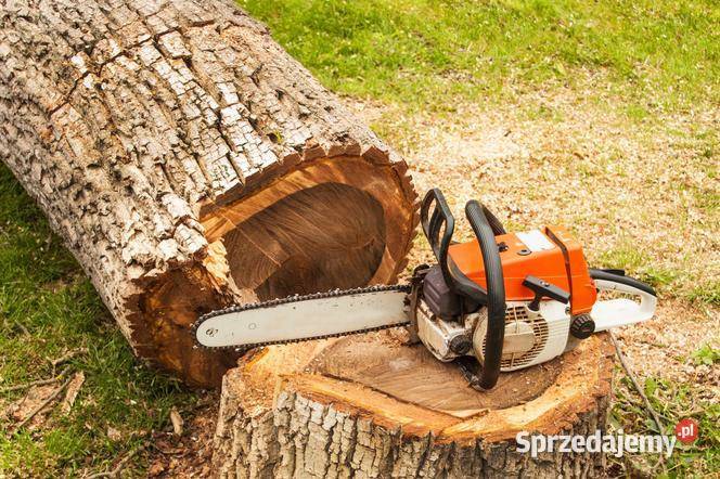 Wycinka drzew Romanów