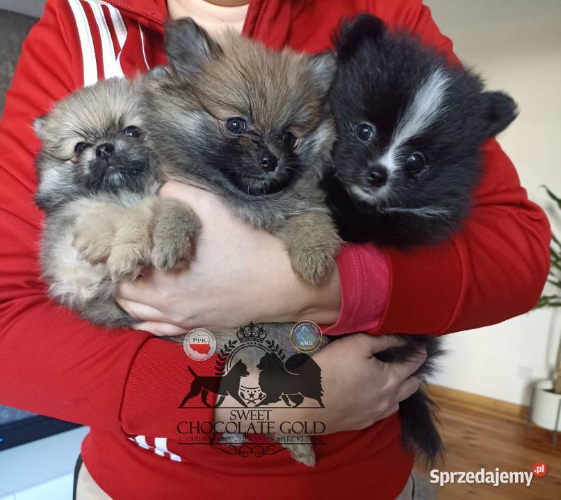 Suczka pomeranian szpic miniaturowy czarna Bełchatów