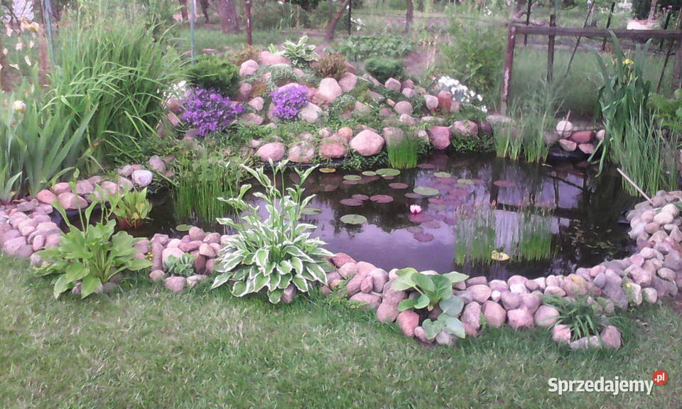 oczka wodne budowa ich naprawy rosliny lilie Poznań