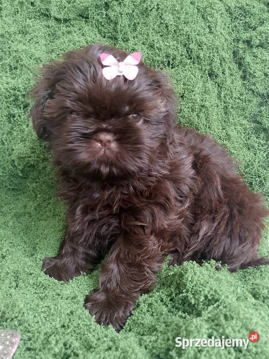 GOTOWA D O ODBIORU Przepiękna czekoladowa suczka Shih Tzu