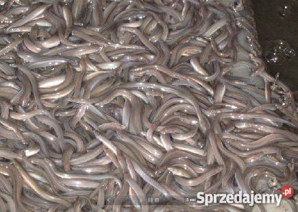 Narybek obsadowy węgorza 2016 materiał warmińsko-mazurskie sprzedam
