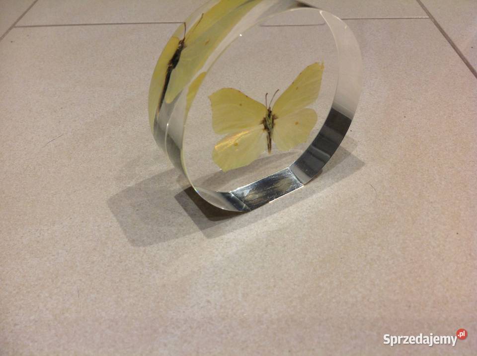 Piękny Motyl w Szkle Dekoracja Latolistek Pozostałe lubuskie