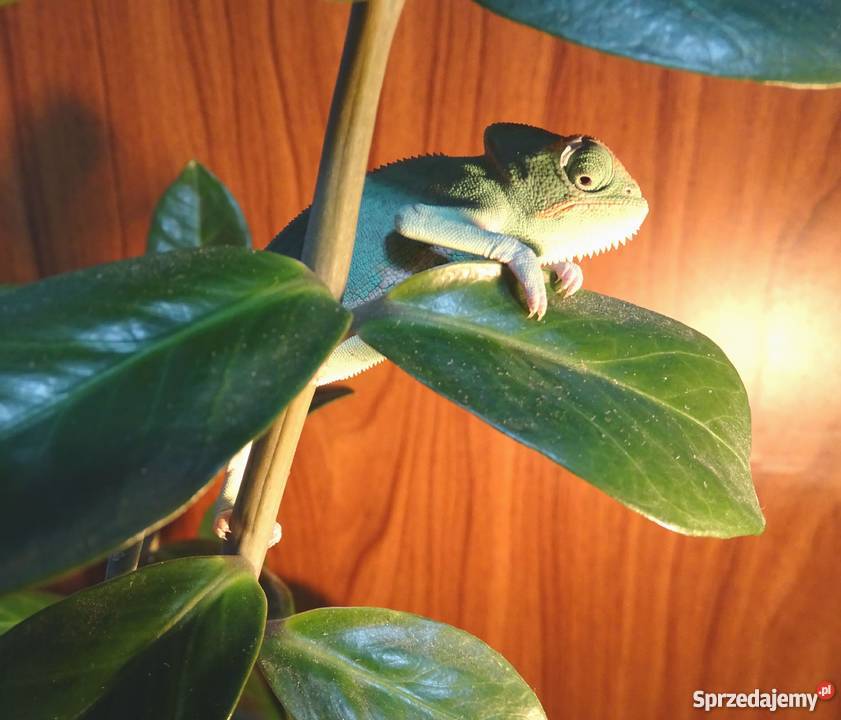 Młode Kameleony jemeńskie Łódź