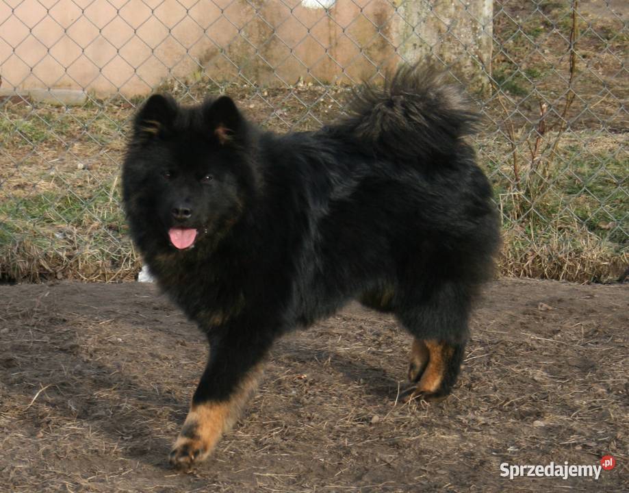 Eurasier młodziutki samiec czeka mazowieckie Puszcza Mariańska