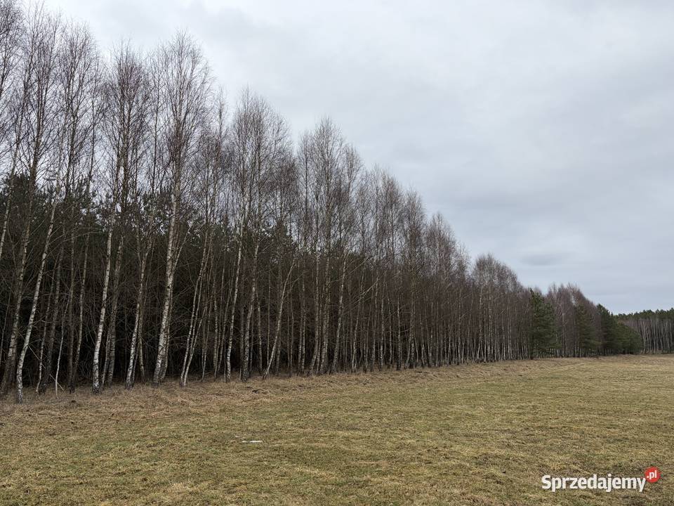Sprzedam 20 letni las w Koczale o pow 296 ha 29600m2 Koczała