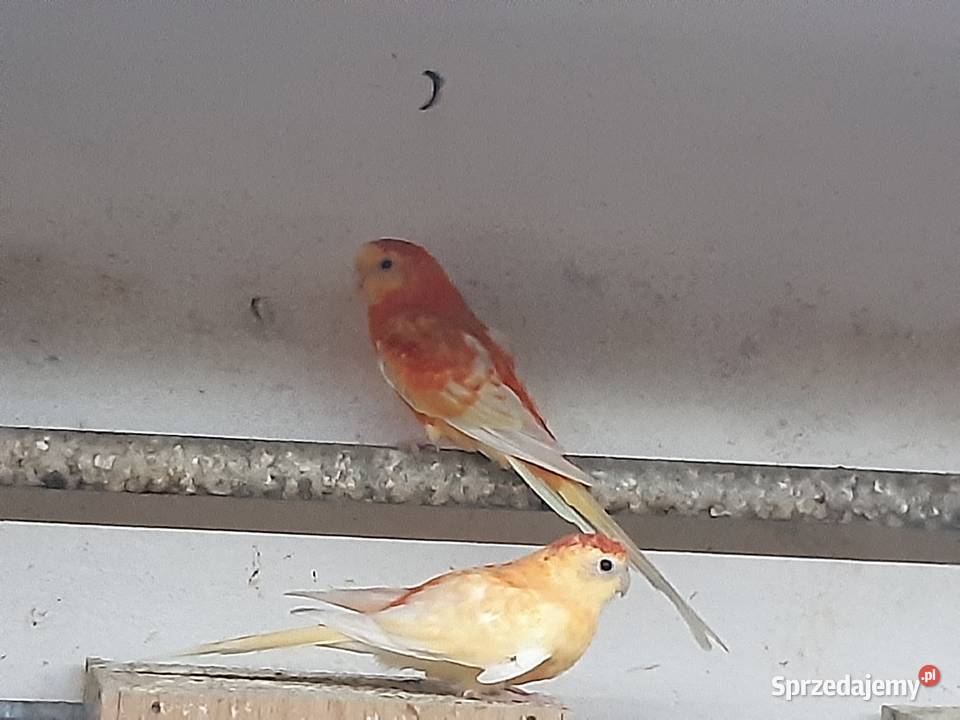 Świergotki parka lęgowa podkarpackie