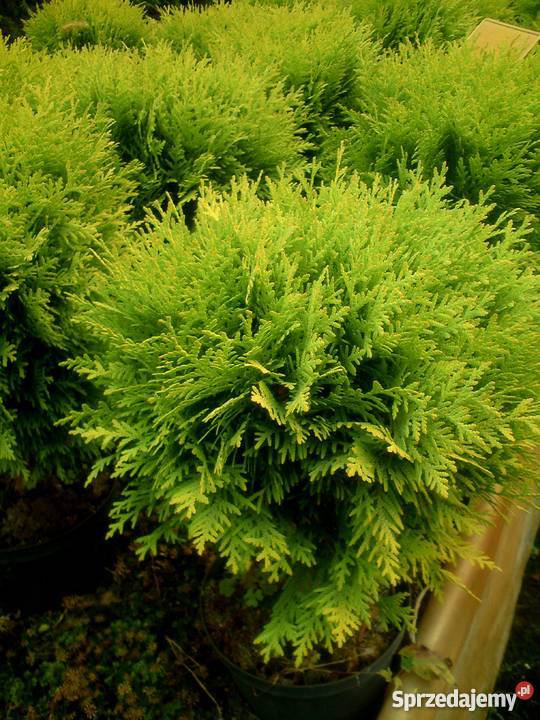 Tuje kuliste Globosa Danica Hoseri Miriam Golden małopolskie