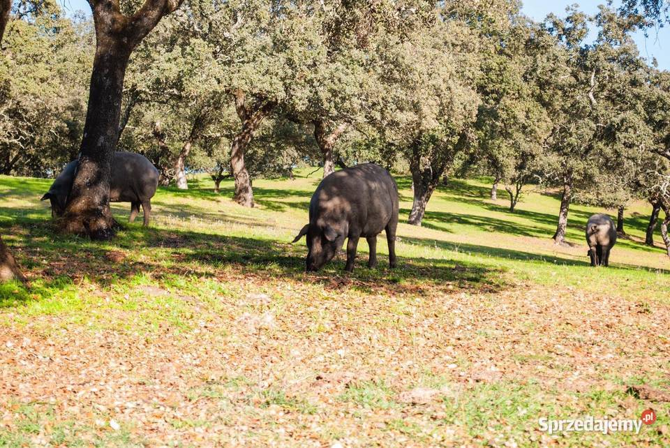 SALCHICHÓN DE BELLOTA 100 IBRICO ARTURO SANCHEZ dolnośląskie Wrocław