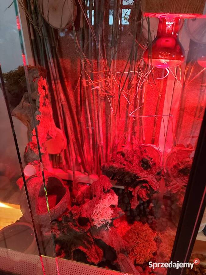 Terrarium felsuma gekon orzęsiony Opole