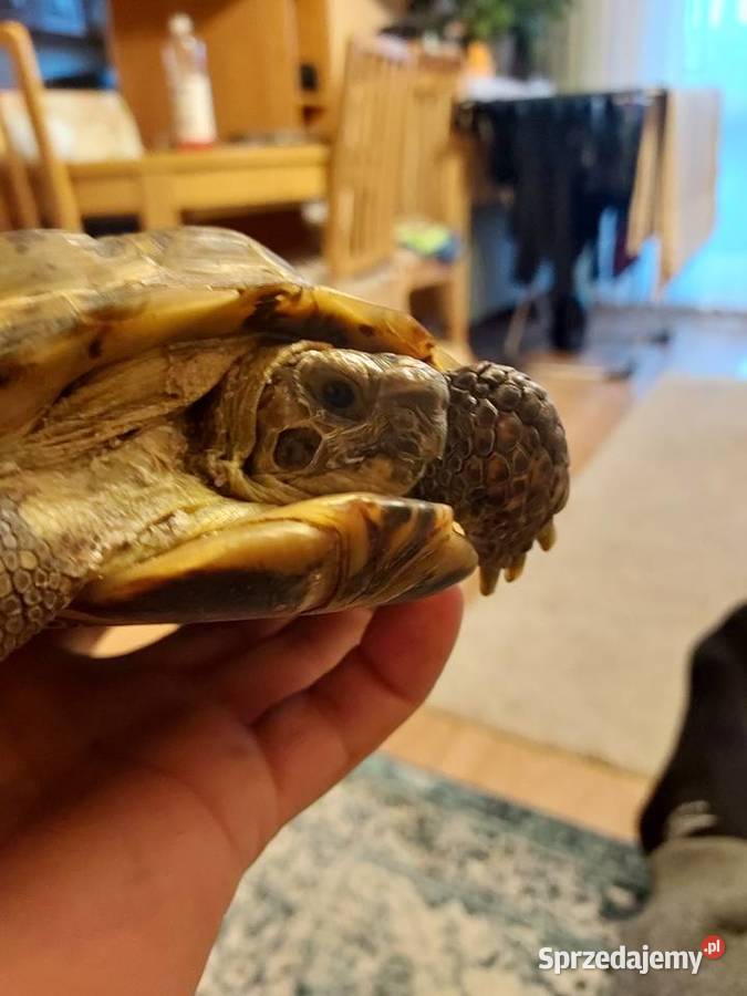 Basen plus zolw Warszawa