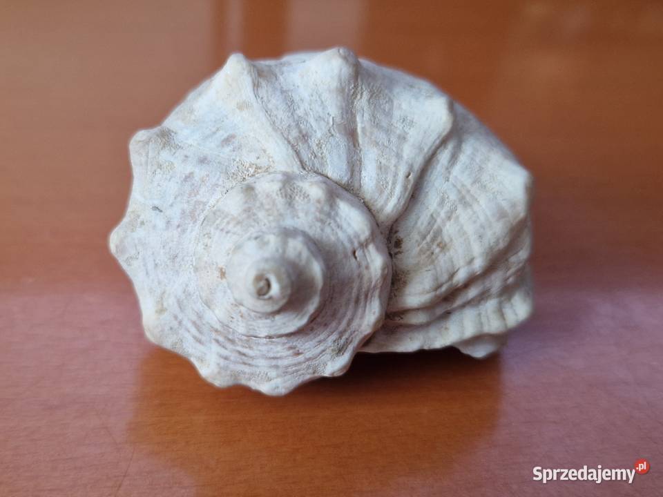 2 muszle morskie rapana venosa rapana Thomasa Warszawa