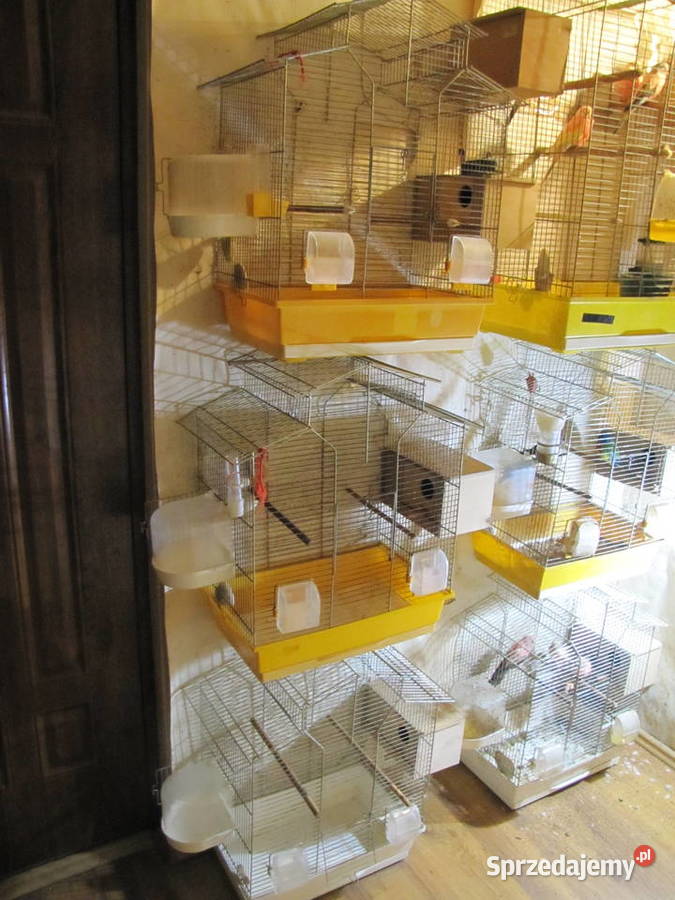 Klatka ptaków Toruń sprzedam