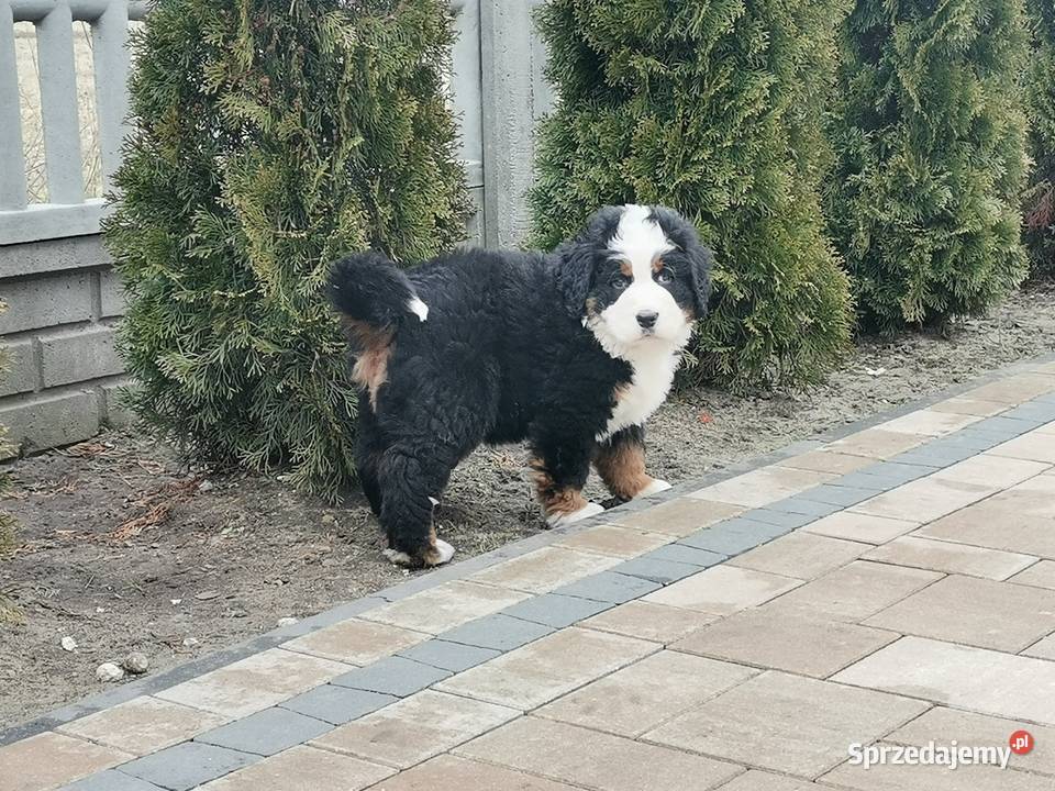 Berneński pies pasterski szczeniak Brudzewice