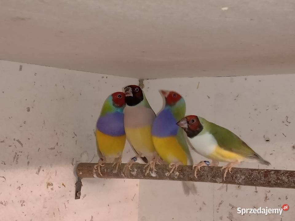 Amadyny Wspaniałe Blachownia