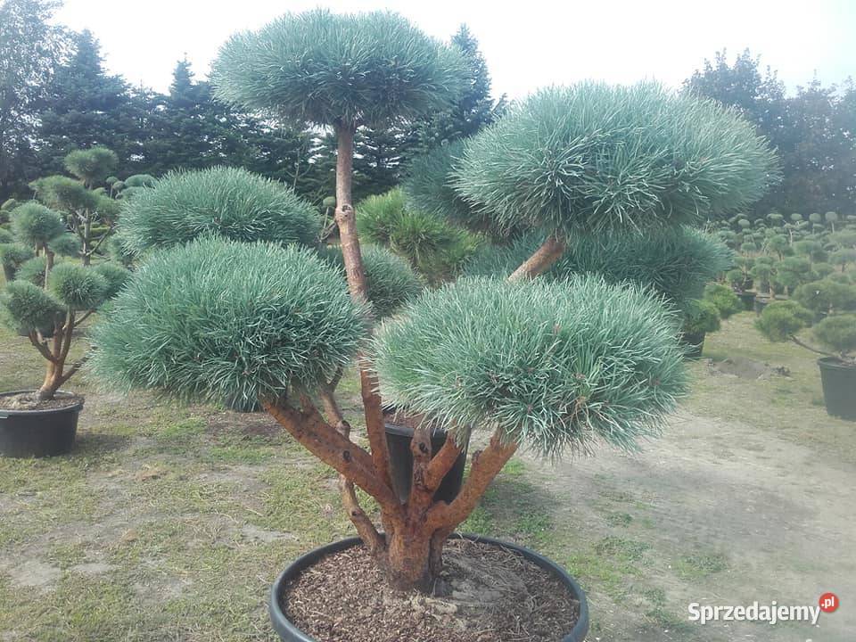 Drzewa Krzewy Rosliny Formowane Na Bonsai Tarnów