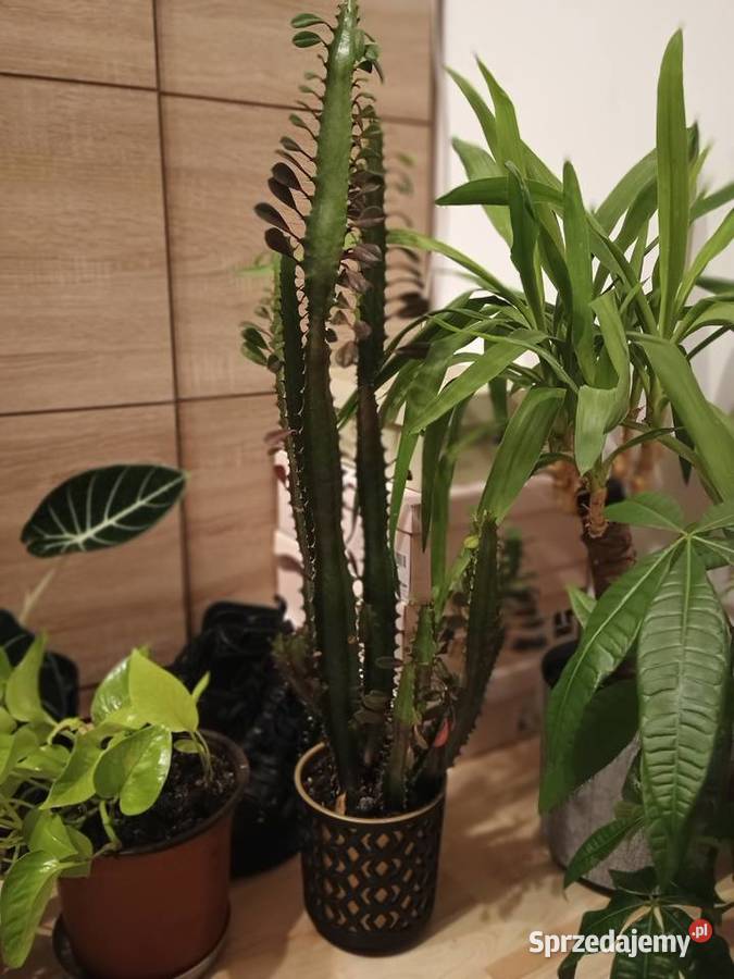 Kwiaty doniczkowe wszystko lubelskie Lubartów