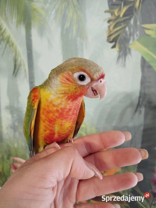 Papuga rudosterka ręcznie karmiona oswojona