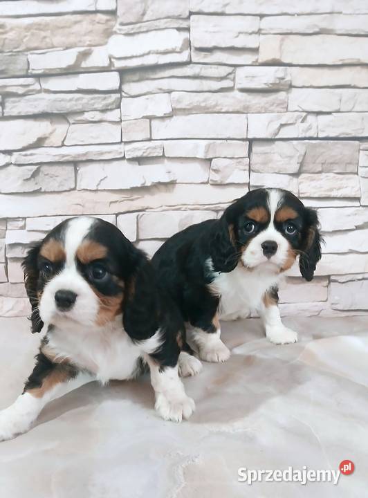 szczenięta Cavalier king charles spaniel podkarpackie