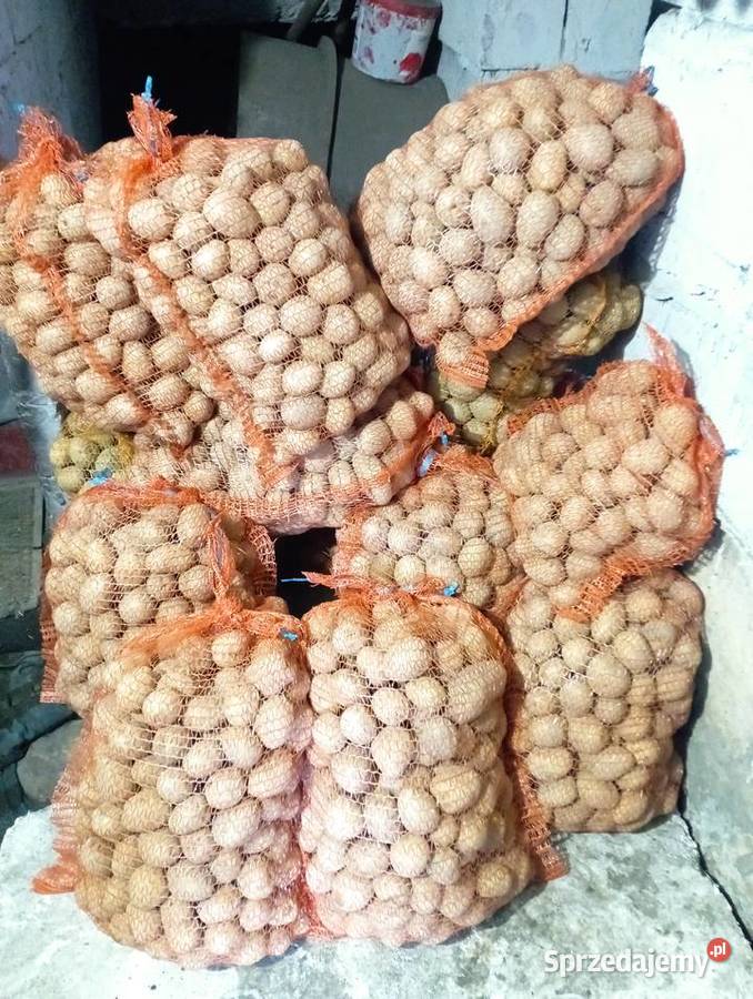 ZIEMNIAKI odm Gala Prosto Rolnika Jadalne Golasowice