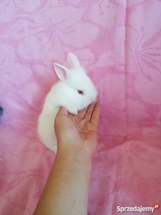 Króliczki karzelki króliczki miniaturki Radom