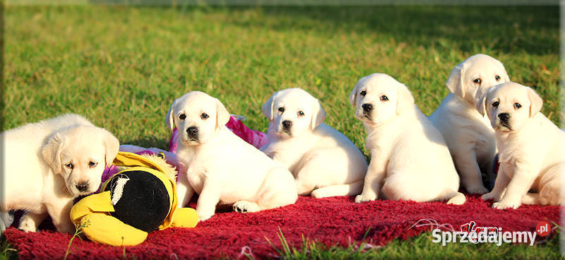 Żółtebiszkoptowe szczenięta rasy Labrador Chynów sprzedam